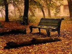 A photo of wooden bench in the fall.